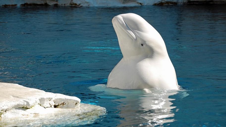 weißer Beluga Wal
