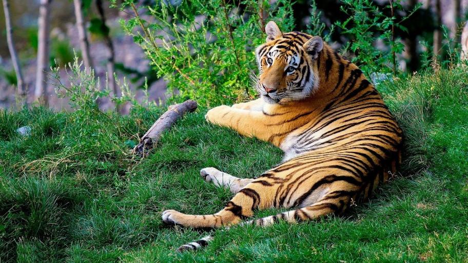 Tiger