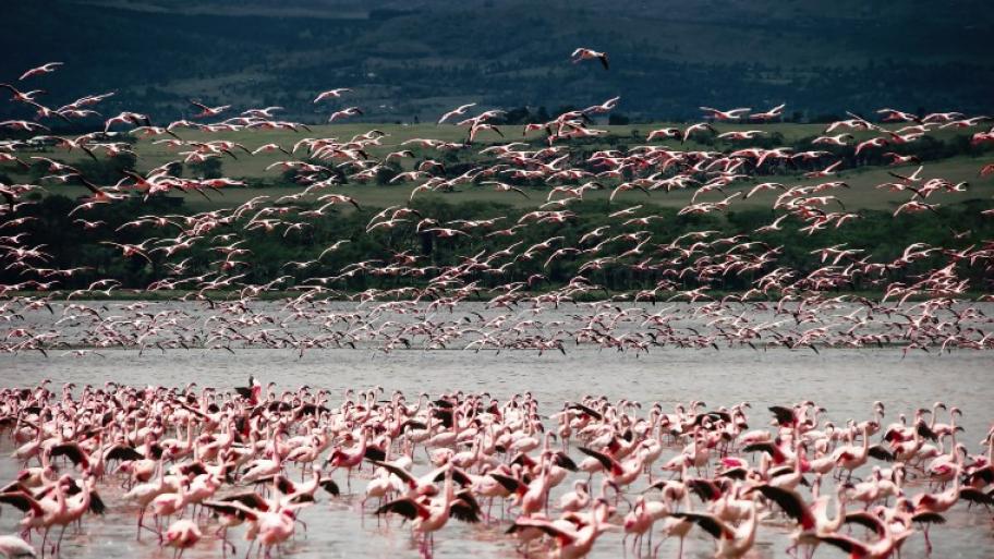 eine große Zahl Flamingos, die in flachem Wasser stehen oder darüber fliegen, im Hintergrund grüne Hügel