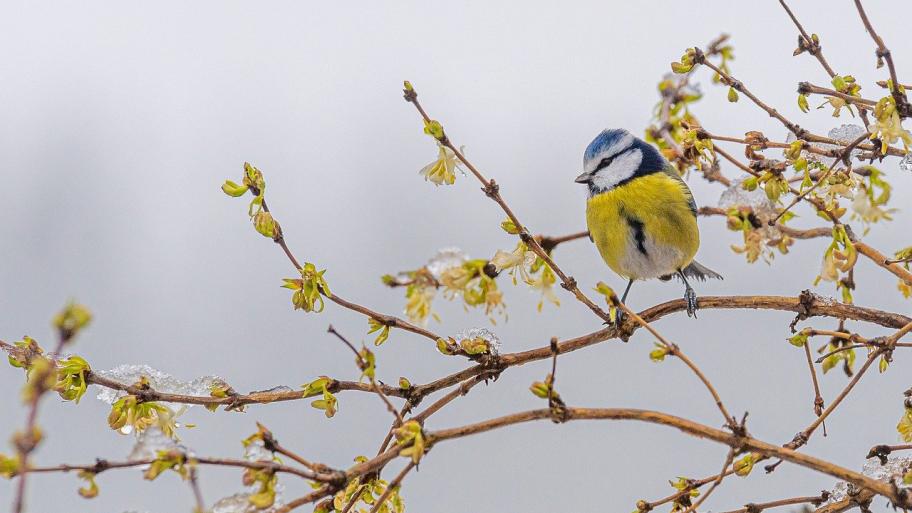 Eine Blaumeise sitzt auf einem Ast, an dem schön kleine gelbe Blüten sprießen, aber es liegt auch noch ein wenig Schnee