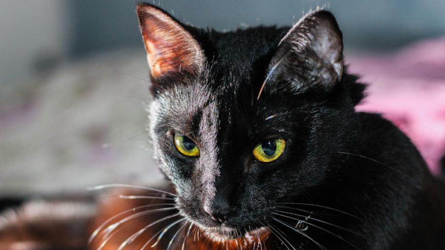 Schwarze Katze mit grünen Augen; abgebildet ist der Kopf der Katze, Katze guckt nach unten