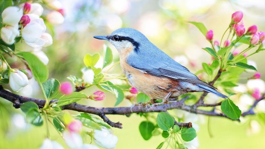 Blauer Vogel sitzt auf einem Zweig der in rosa Blüten blüht, die Blätter sind grün