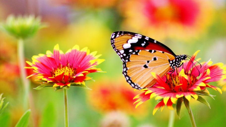 Ein Schmetterling sitzt auf einer bunten Blume. 