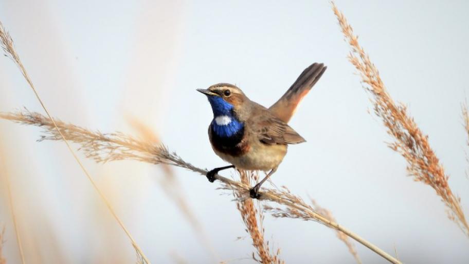 ein Blaukehlchen sitzt auf einem Grashalm, im hellen Hintergrund weitere Halme
