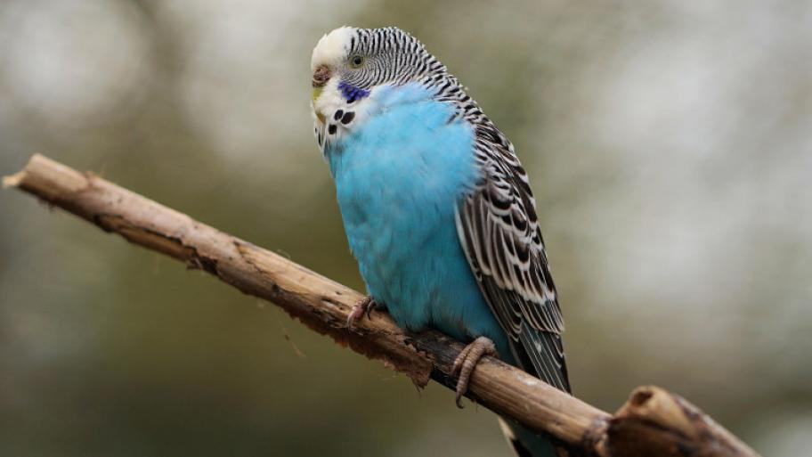 blauer Wellensitich