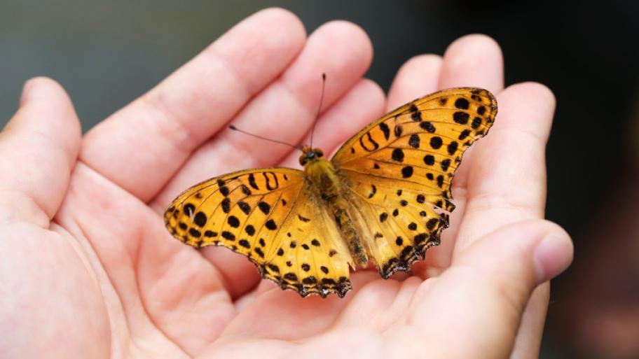 Schmetterling, orange mit schwarzen Punkten, in Kinderhänden