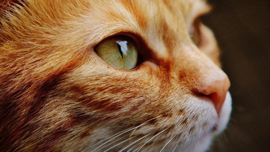 Der Kopf einer Katze