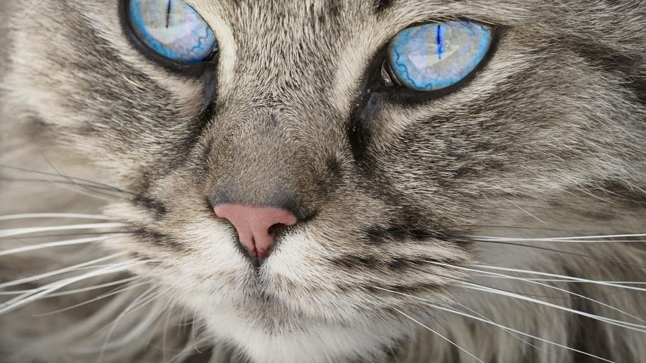 Katze mit blauen Augen 