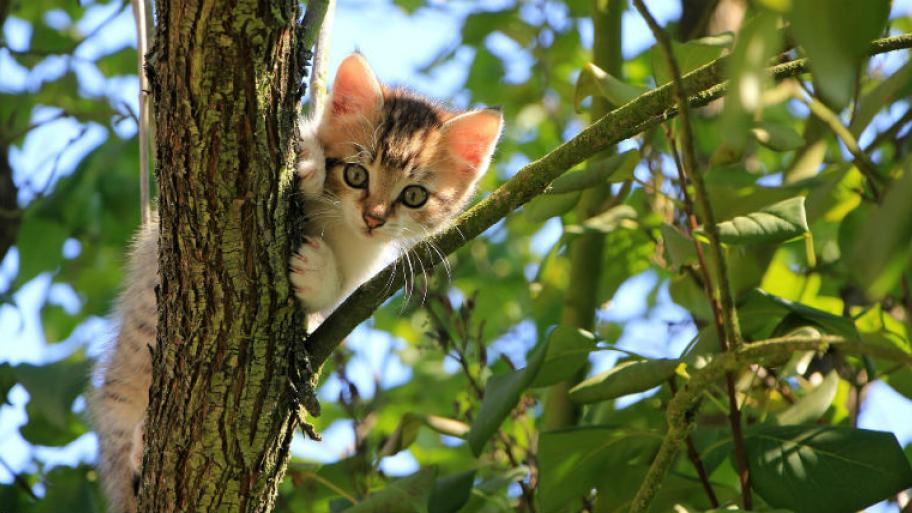 Ein Kätzchen sitzt im einem Baum. 
