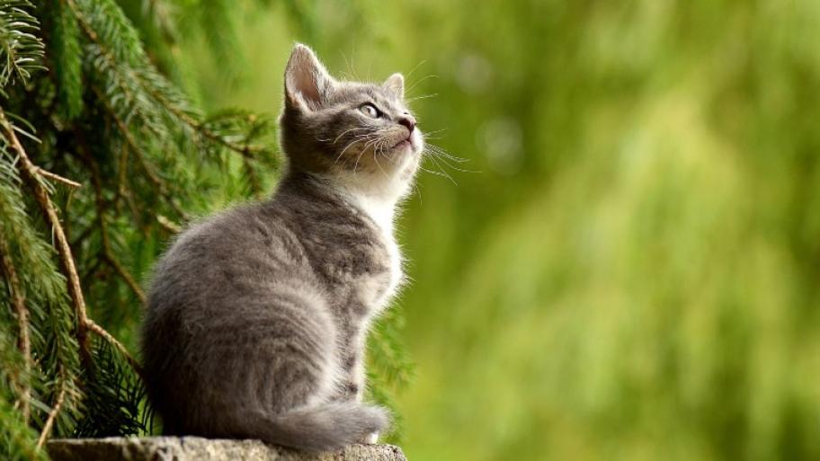 eine grau-getigerte Katze mit weißer Brust sitzt auf einem Baumstamm und schaut nach oben, hinter ihr ein Nadelbaum, im Hintergrund mehr grüne Bäume