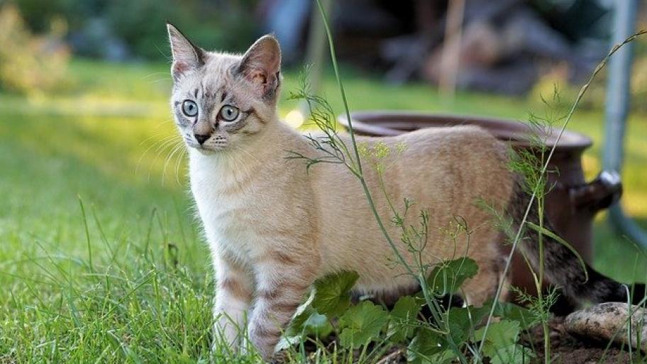 Kater im Garten