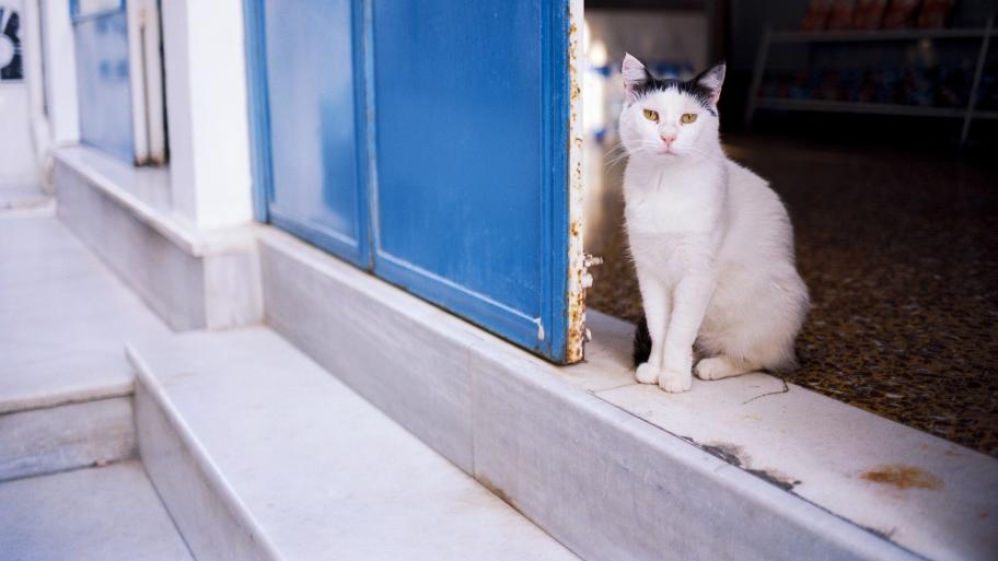 Katze steht im Türrahmen