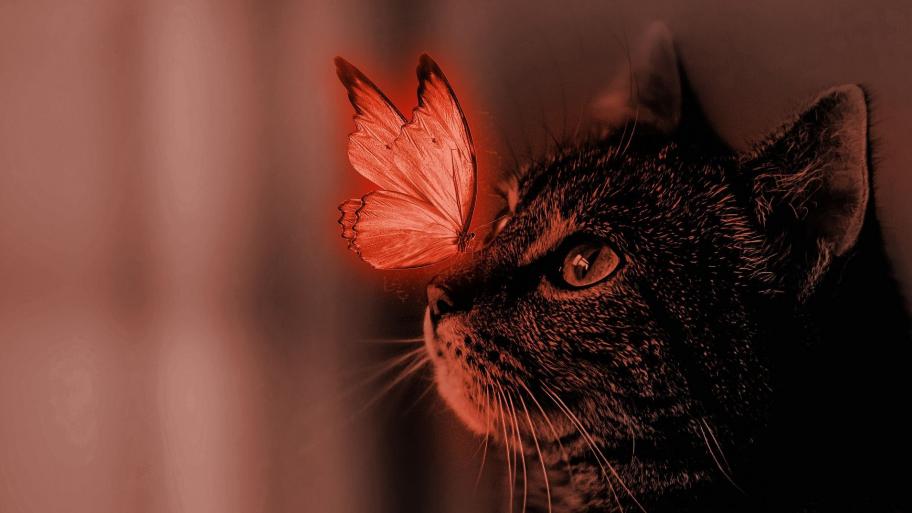 Katzenkopf von der Seite: leuchtener Schmetterling sitzt auf der Nase