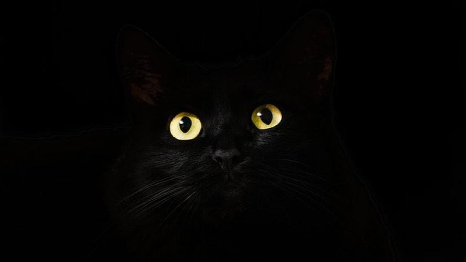 vor einem schwarzen Hintergrund leuchten zwei gelbe Katzenaugen, schemenhaft ist der Umriss einer schwarzen Katze zu erkennen