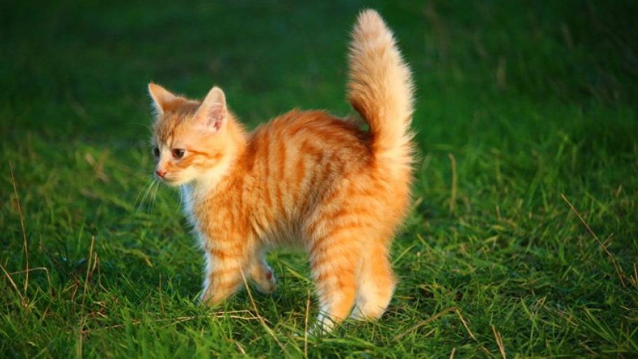 ein rot-weiß-getigertes Katzenjunges steht in der seitenansicht auf einer grünen Wiese, der Schwanz ist aufgestellt