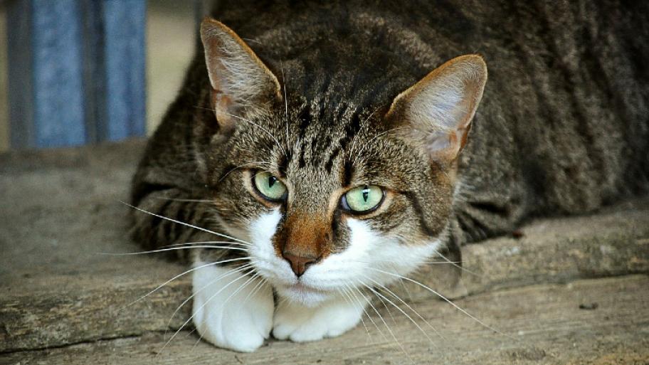 Katze