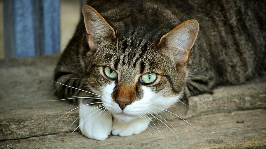 Katze