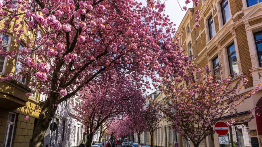 blühende Kirschbäume voll rosafarbener Blüten in einer Straße, im Hintergrund Häuserfassaden