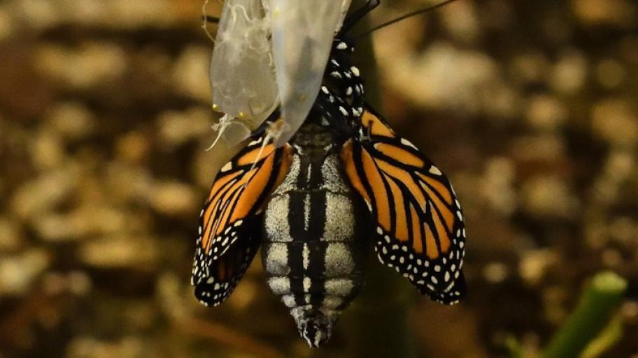 Schmetterling entwickelt sich aus einer Raupe