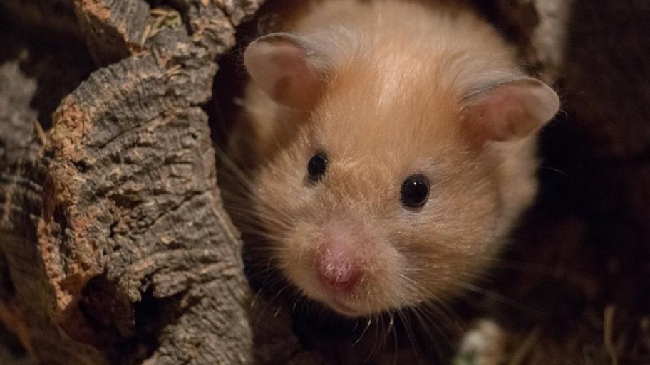 Hamster