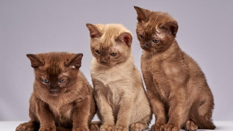 Katzen