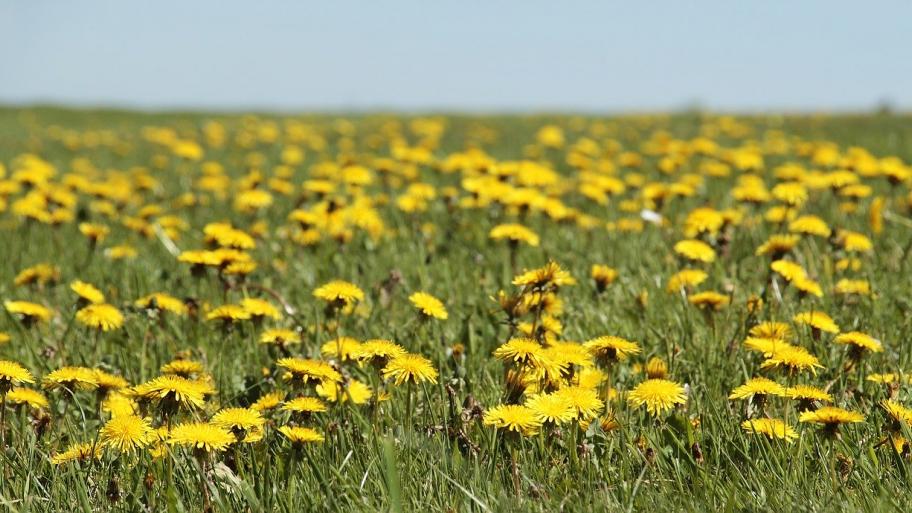Wiese mit Löwenzahn