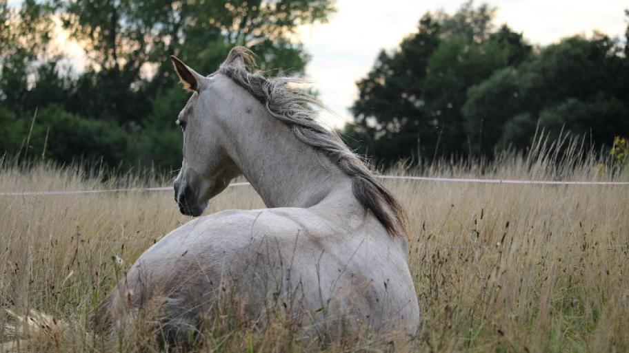 Ein weißes Pferd (Schimmel von hinten in hohem Gras.