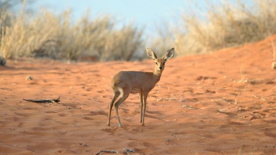 eine afrikanische Zwergantilope steht auf rötlichem Sandboden, schaut in die Kamera, im Hintergrund Buschwerk