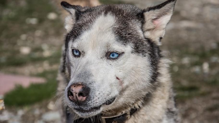 Huskey