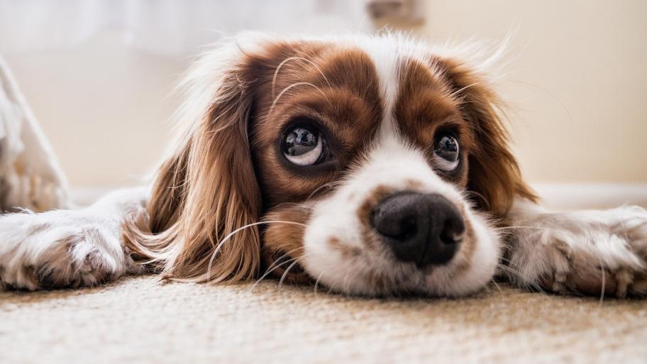 Hund liegt auf dem Boden 