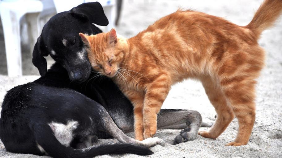 ein schwarzer Hund und eine rot-orange gestreifte Katze kuscheln miteinander, sie schmiegen ihre Köpfe aneinander