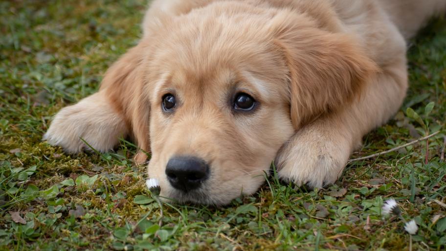 Hund liegt auf der Wiese
