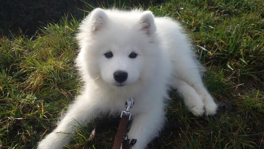 Hund