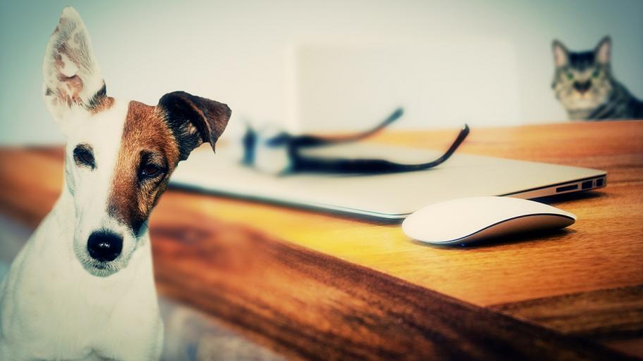 Hund und Katze, im Hintergrund Laptop 