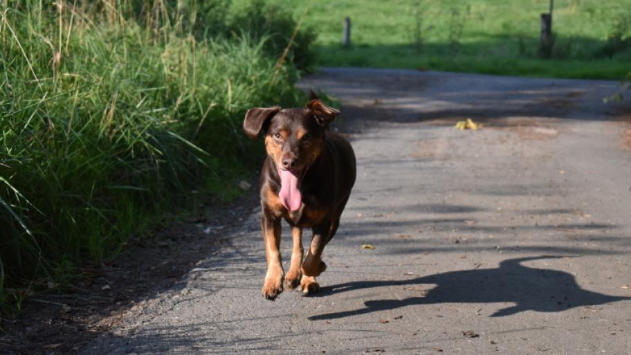 Ein Hund rennt auf einer schmalen Straße auf etwas zu
