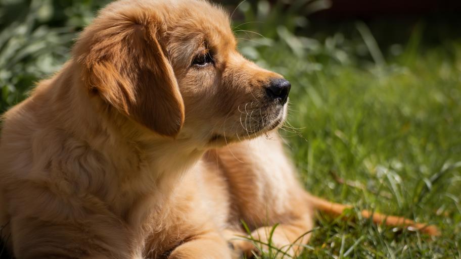 kleiner Golden Retriever im Gras