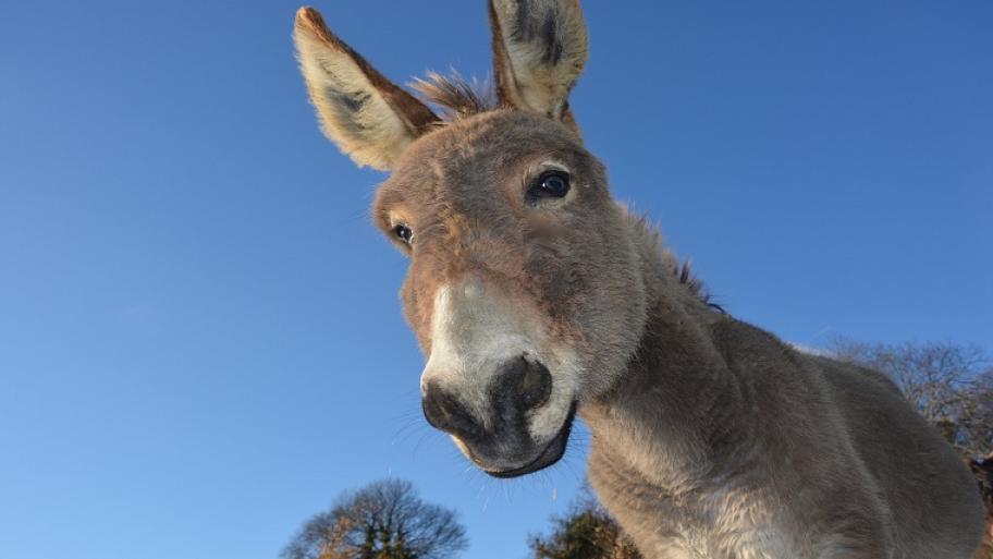 Ein Esel
