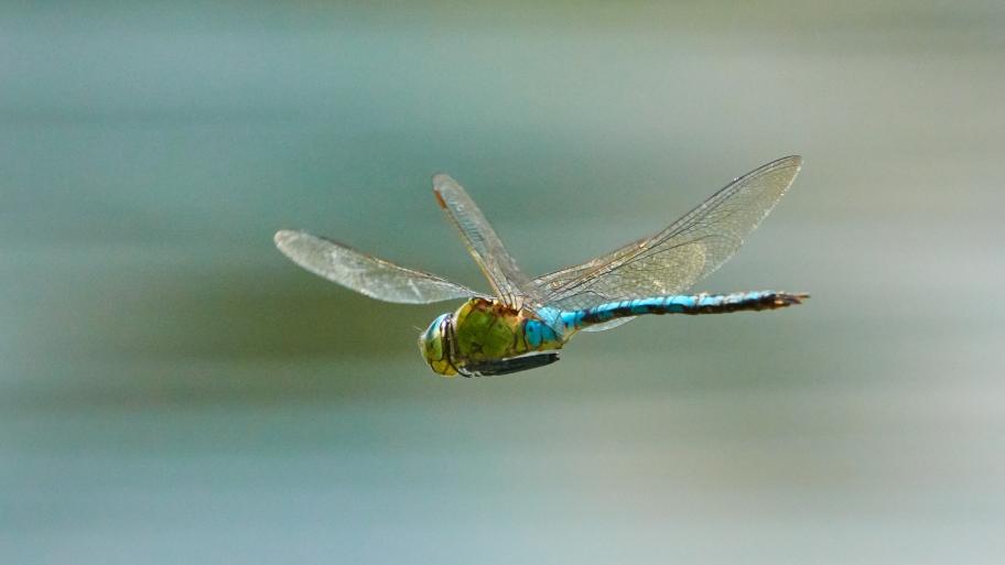 Libelle fliegt durch die Luft