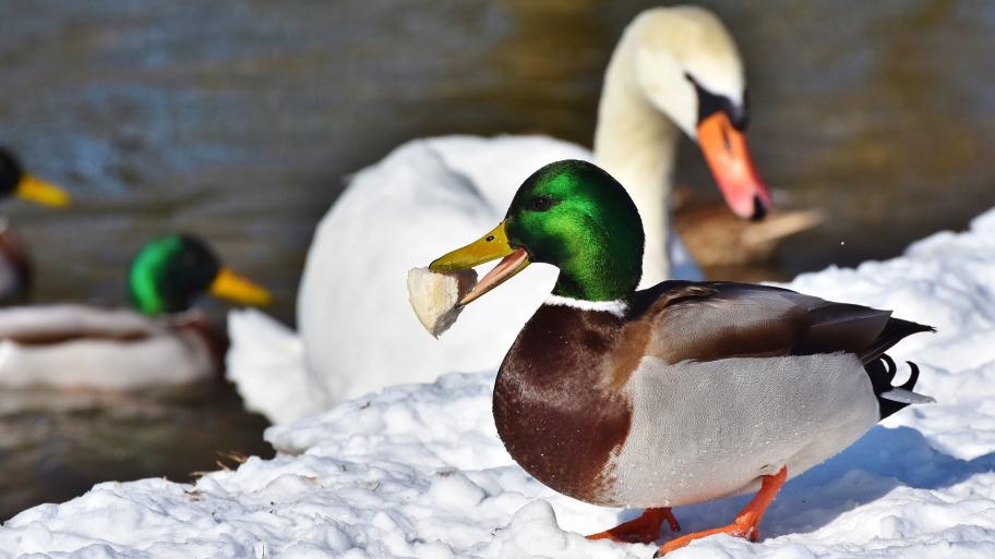Ente frisst Brot
