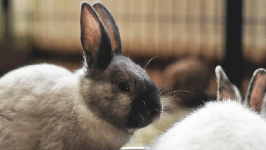 ein grau-braunes Kaninchen der Rasse "Farbenzwerg" sitzt seitlich mit gespitzten Ohren, um es herum noch unscharf zwei weitere Kaninchen