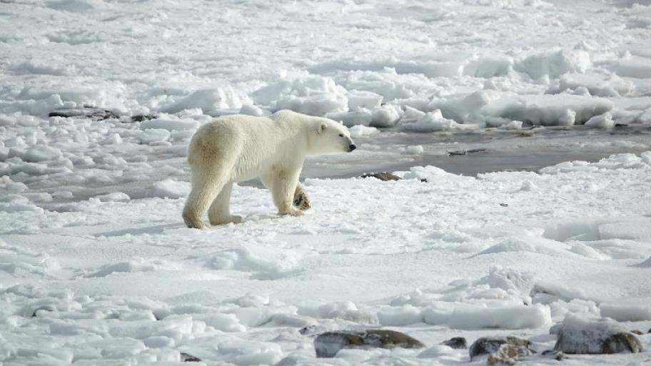 Ein weißer Eisbär läuft durch die weiße, arktische Schneelandschaft.