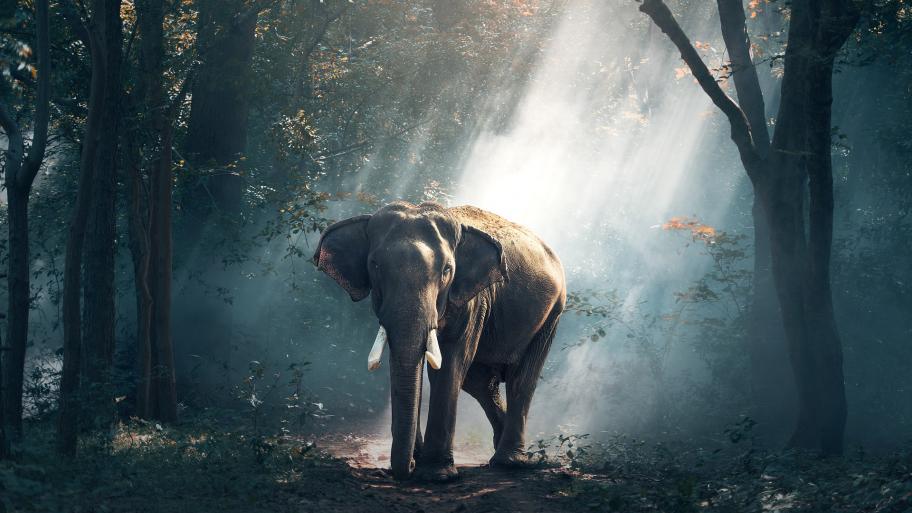 Ein Elefant steht in einem dunklen, mystischen Wald. 