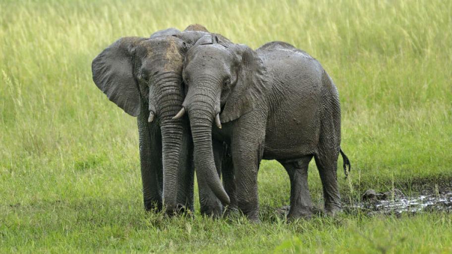 Zwei Elefanten beim Kuscheln