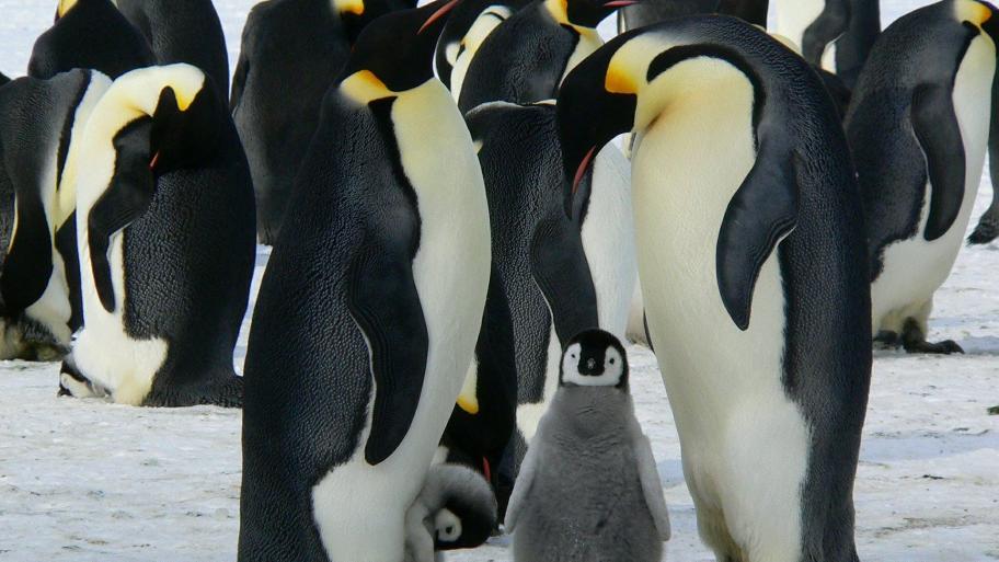 Zwei Kaiserpinguine stehen neben einem Pinguin-Baby. 