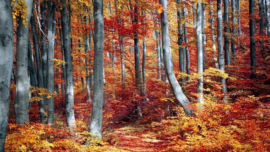 Herbstlicher Wald