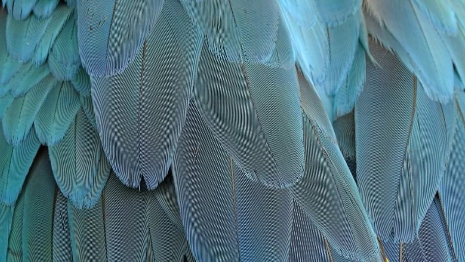 in Großaufnahme etliche blaue Vogelfedern