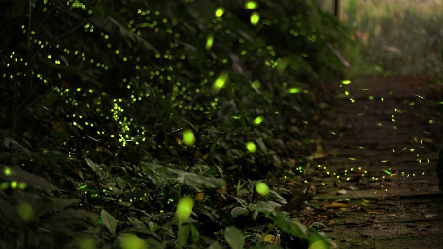 viele Glühwürmchen fliegen nachts durch einen dunklen Wald, man sieht sie als grün leuchtende Punkte