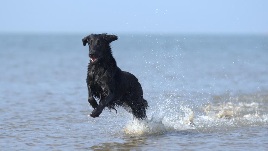 Ein Hund springt im Wasser herum.
