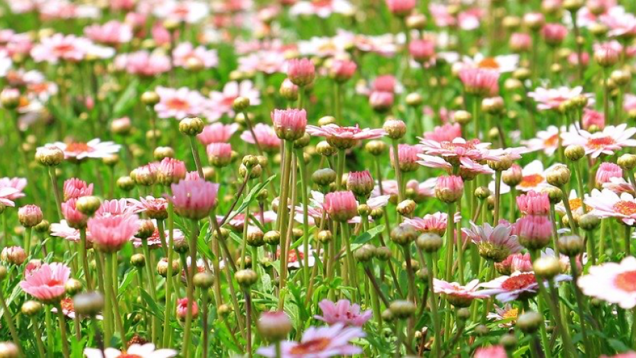 Blumenwiese
