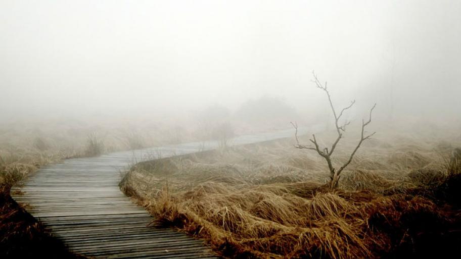 Eine einsame Landschaft, die mit Nebel überzogen ist. 
